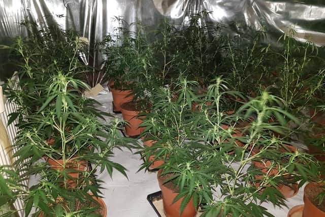 Inside the Russell Street cannabis factory.