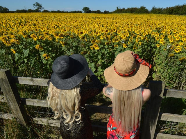 Hundreds Flock To See Desborough S Beautiful Sunflower Field Northamptonshire Telegraph