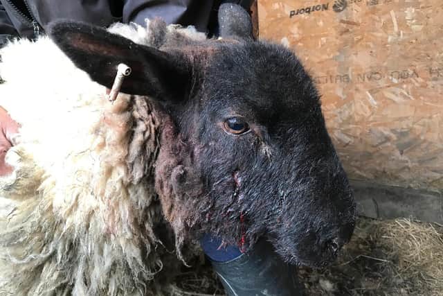 A sheep injured in a suspected dog attack was rescued by the RSPCA near Northampton in April