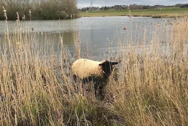 A sheep injured in a suspected dog attack was rescued by the RSPCA near Northampton in April