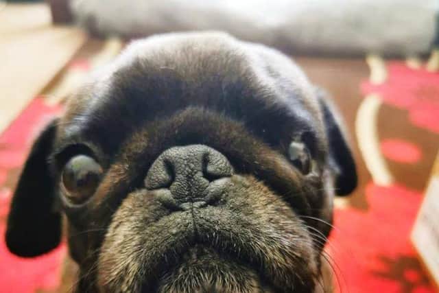 Peppa the pug