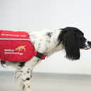 Freya the sniffer dog.