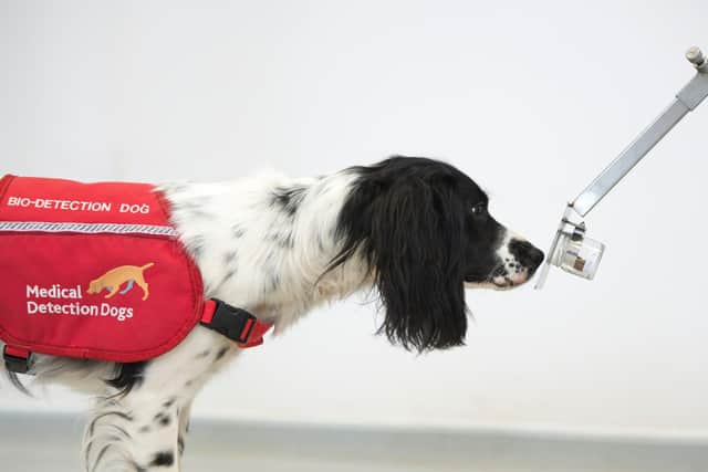 Freya the sniffer dog.