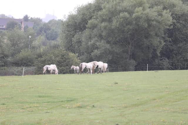 Horses on Croyland Park