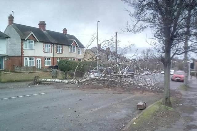 Storm Ciara blew down trees back in February
