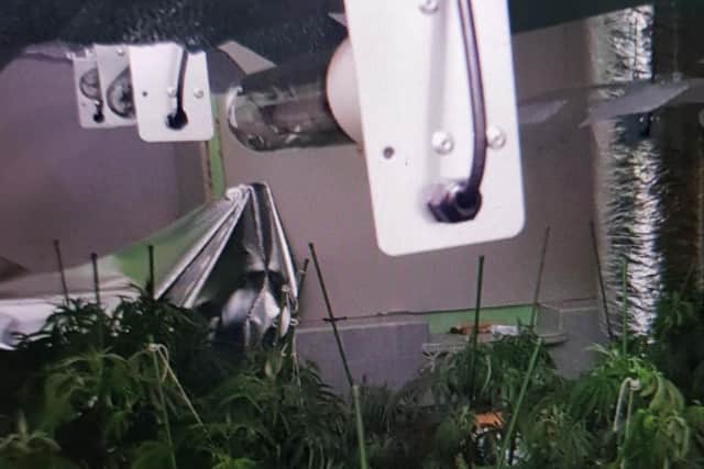 Officers tweeted this picture after raiding another cannabis factory in Rushden yesterday (credit: @EN_Policing)