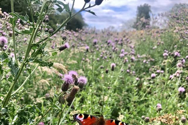 Wildlife alongside the A43 between Kettering and Northampton