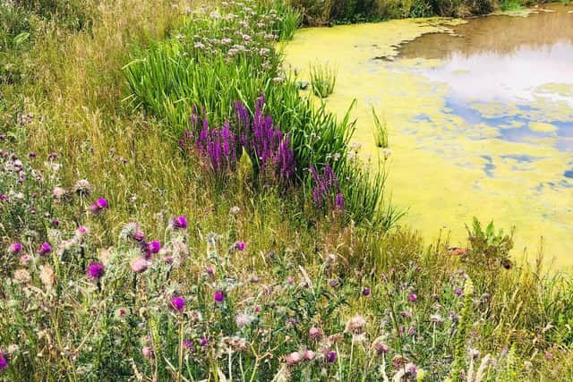 Nature has not been forgotten while work has been ongoing to improve the A43 between Kettering and Northampton