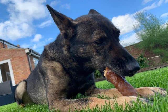 PD Nala enjoys a break after her good work hunting down suspects hiding in the drain