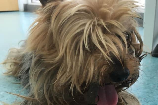 The poor dog needed lots of medical attention when he arrived at RSPCA Northants in July
