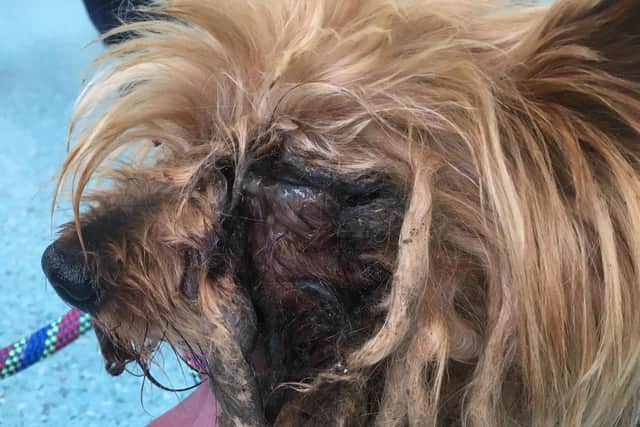 Tiny's chronic eye infections meant he had to have both eyes removed
