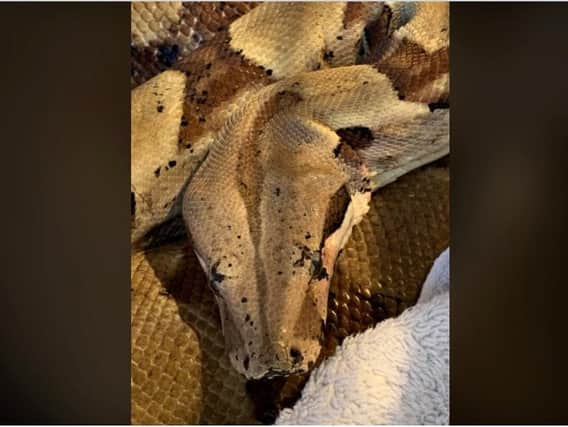 The Boa Constrictor rescued from Warwickshire last week