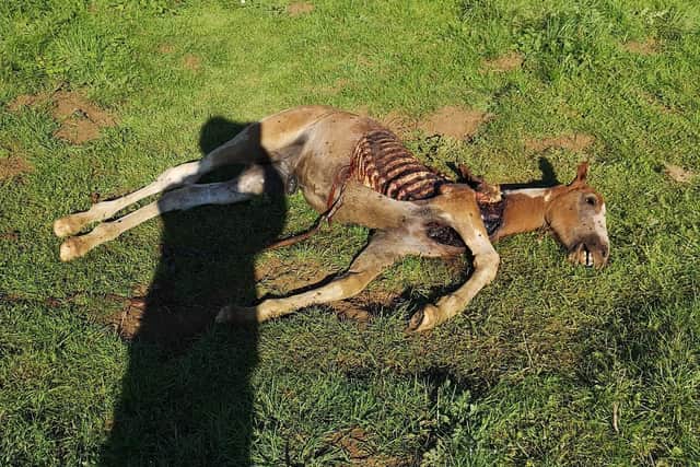 The foal