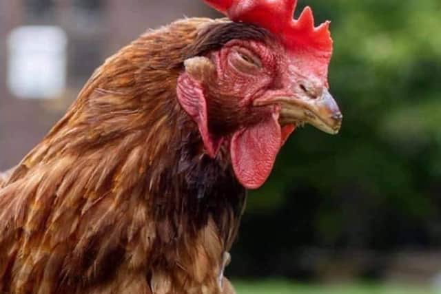 Could you re-home some of the rescued hens?