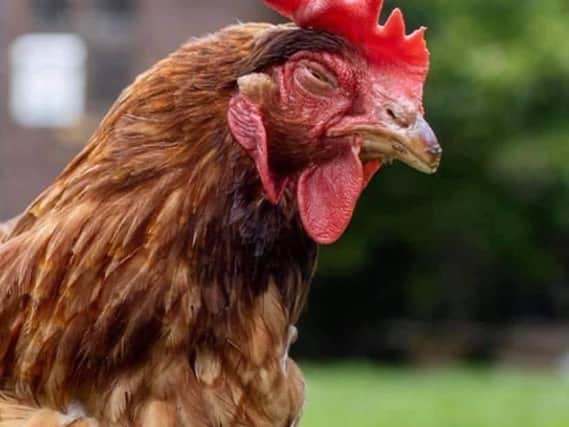 Could you re-home some of the rescued hens?