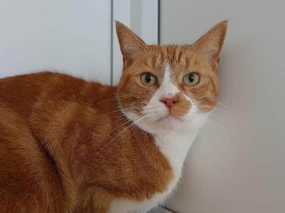 Five-year-old Mayo is just one of many cats waiting to be adopted in the RSPCA Northamptonshire branch.