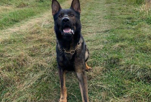 Northamptonshire Police, alongside PD Walt, tracked the suspected burglar who was hiding behind a garage.
