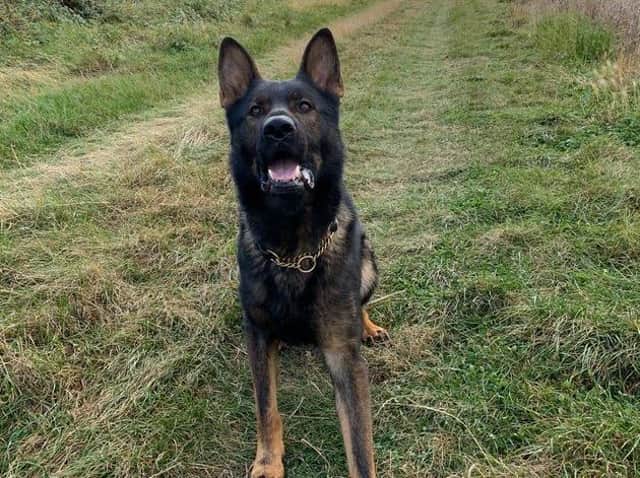 Northamptonshire Police, alongside PD Walt, tracked the suspected burglar who was hiding behind a garage.