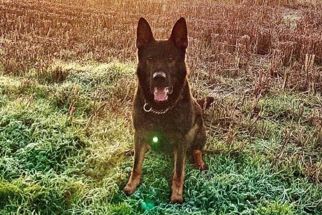 There is nowhere to hide with PD Walt on the case!