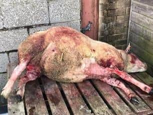 The sheep were attacked by a dog