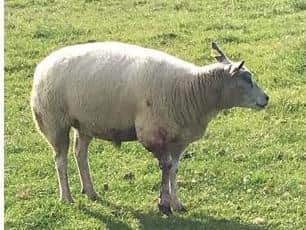 Dogs must be kept on leads around livestock