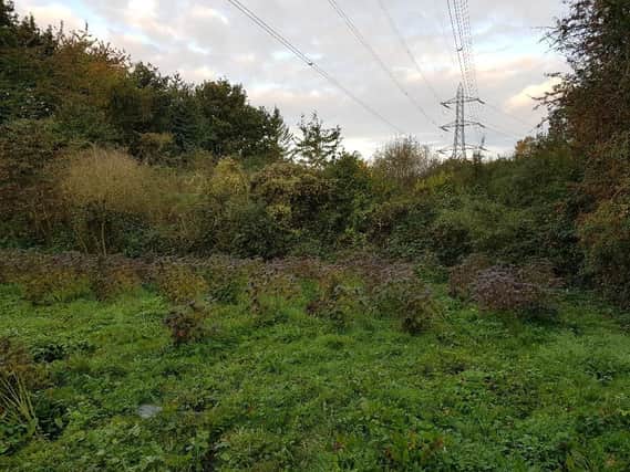 Northamptonshire Police seized more than 120 plants growing in dense woodland on the outskirts of Castle Ashby.