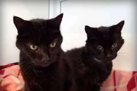 Leon and Nikita were being looked after at the RSPCA's base in Brixworth