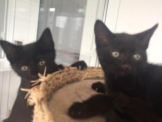 Some of the black cats in need of re-homing at Animals In Need