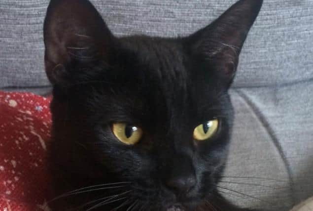 One of the black cats looking for a new home at Animals In Need