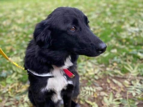 Georgie is looking for a new home