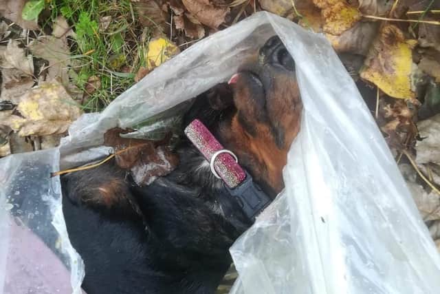 The RSPCA is appealing for information about what happened to the dog