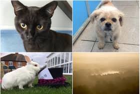 RSPCA Northamptonshire is searching for someone to donate them a stretch of land needed for them to build their own animal centre.