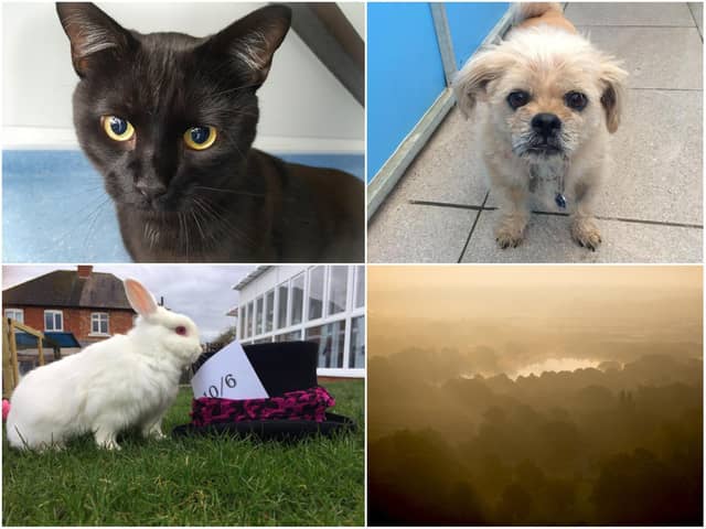RSPCA Northamptonshire is searching for someone to donate them a stretch of land needed for them to build their own animal centre.