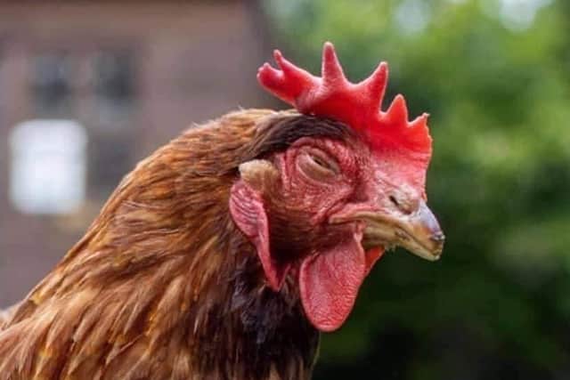 Animals In Need has hens for adoption