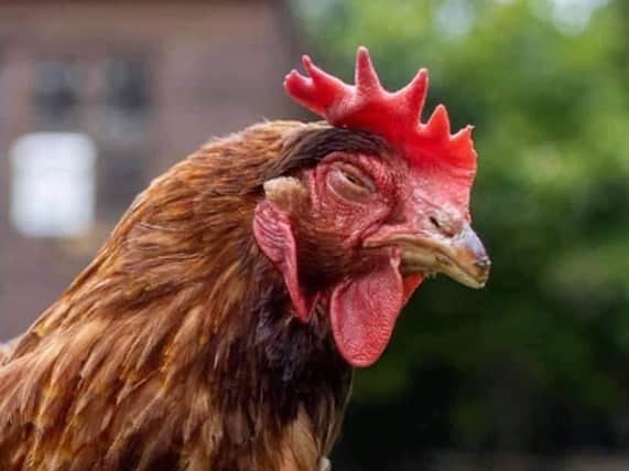 Animals In Need has hens for adoption