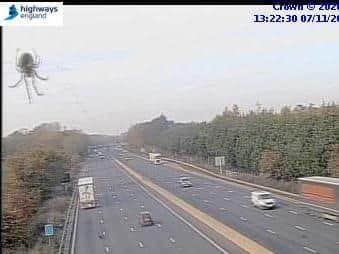 The insect caught camera operators by surprise as they were watching traffic on the M1 through Northants
