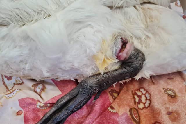The ligature wound to the swan's leg