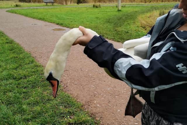 The swan found injured at Stanwick Lakes
