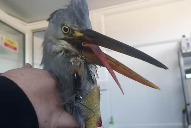 The heron with the barbed hook embedded in its tongue