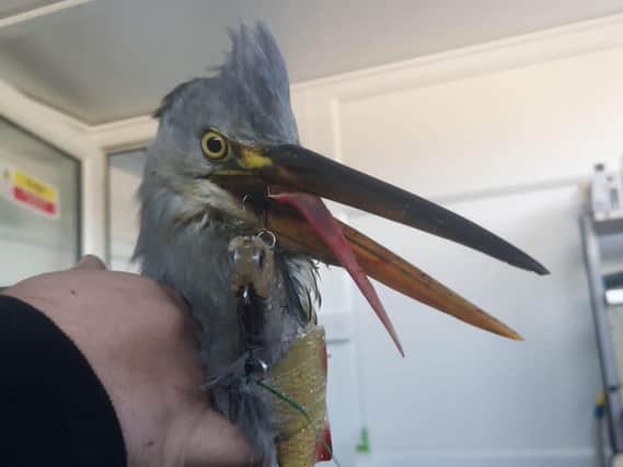 The heron with the barbed hook embedded in its tongue