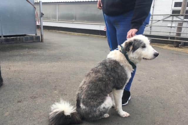 Could you re-home Merlin?