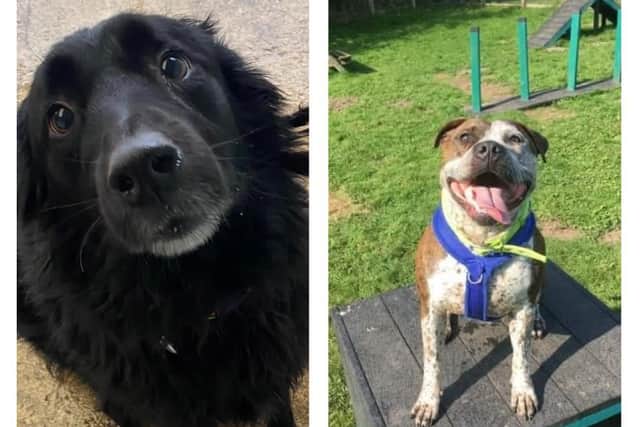 Loki and Troy are looking for new homes