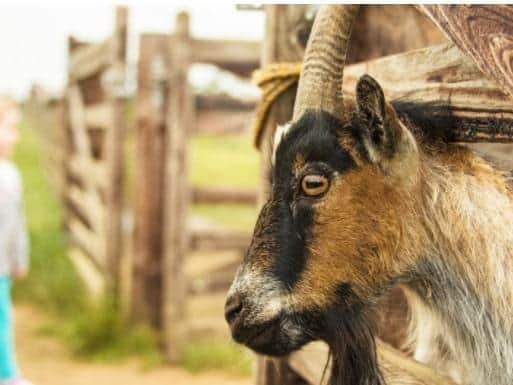 Mini Meadows is a popular petting farm near Sulby.