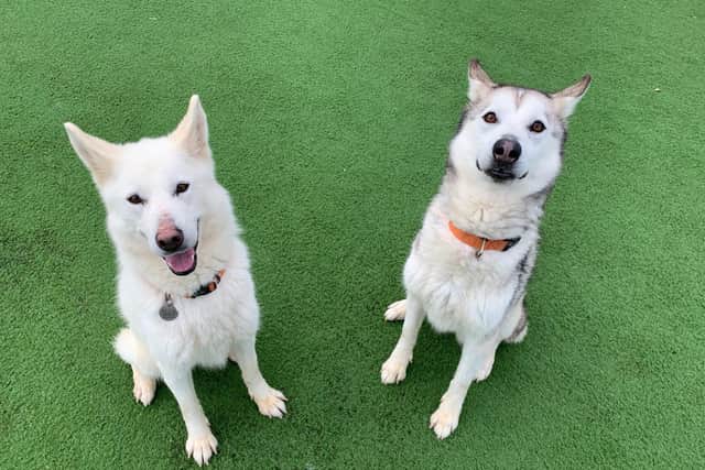 The RSPCA Northamptonshire's idea for a beauty pageant was inspired by these two rescue Husky sisters, Star and Snowy.