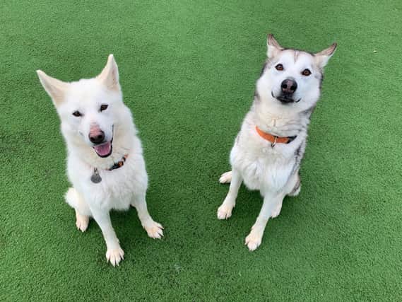 The RSPCA Northamptonshire's idea for a beauty pageant was inspired by these two rescue Husky sisters, Star and Snowy.