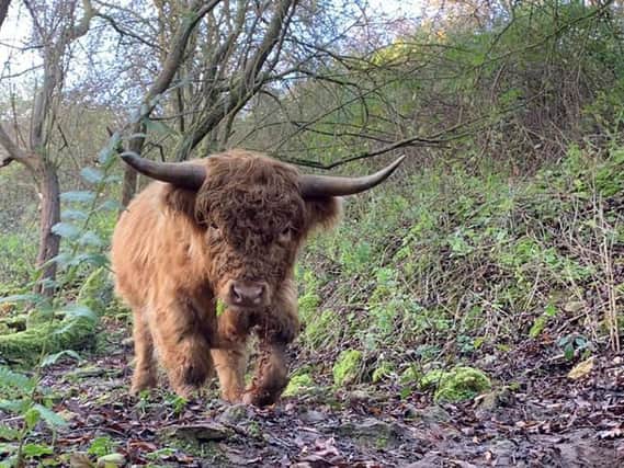 One of the Highland cows. Picture by Milo Minney.