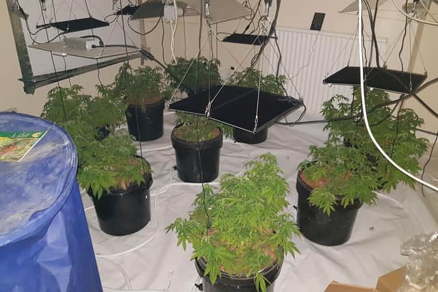 Officers seized these plants. Picture: Kettering Police Team