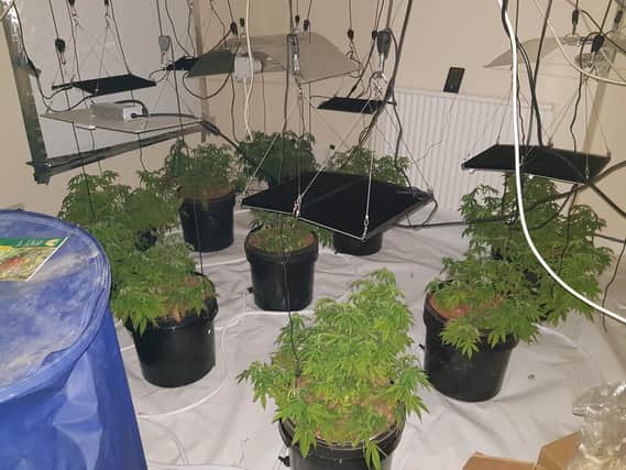 Officers seized these plants. Picture: Kettering Police Team