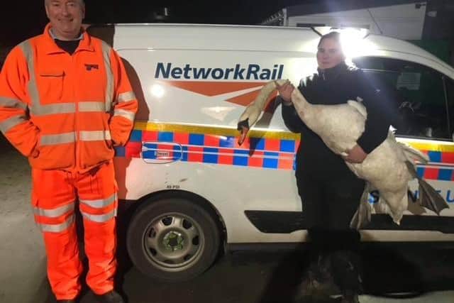 The rescued swan.