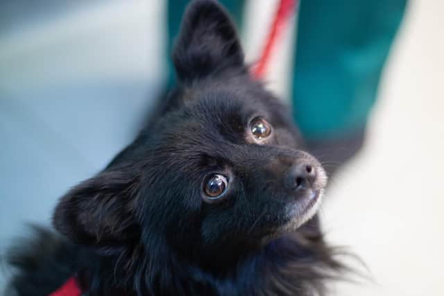 An alarming number of animals were abandoned last Christmas.